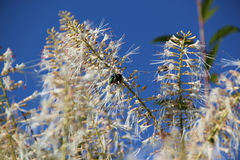 Cetonia aurata