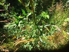 Cirsium arvense
