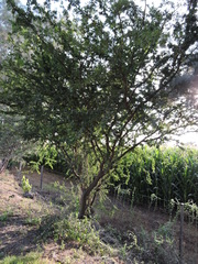 Vachellia farnesiana