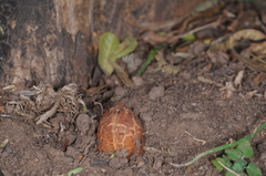 Prosopanche bonacinae
