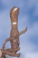 Prosopanche bonacinae