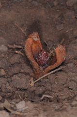 Prosopanche bonacinae