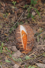 Prosopanche bonacinae