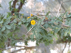 Vachellia farnesiana