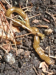 Diversibipalium multilineatum