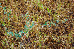 Acmispon americanus americanus