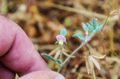 Acmispon americanus americanus