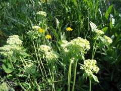 Valeriana occidentalis