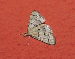 Metasia ophialis