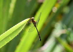 Pornothemis starrei