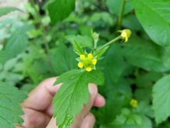 Geum × macneillii