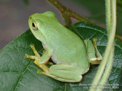 Zhangixalus schlegelii