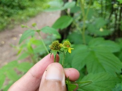 Geum × macneillii