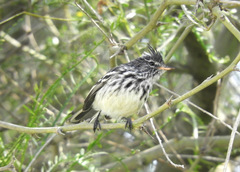 Anairetes reguloides