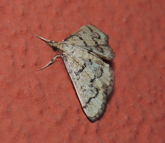 Metasia ophialis
