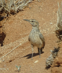 Certhilauda subcoronata