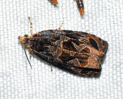 Olethreutes nigranum