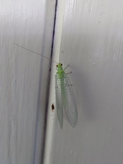 Chrysopa pallens-group