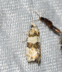 Aethes argentilimitana