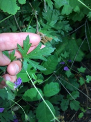 Geranium oreganum