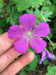 Geranium oreganum