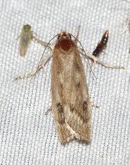 Occidentalia comptulatalis