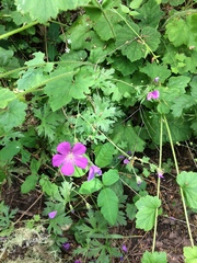 Geranium oreganum