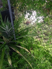 Gasteracantha cancriformis
