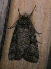 Anaplectoides prasina