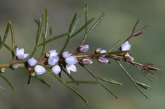 Cyanothamnus ramosus