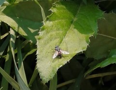 Eriothrix rufomaculata