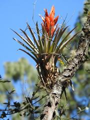 Tillandsia ponderosa