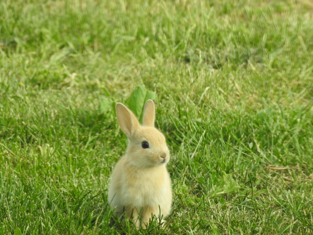 Skane Rabbits European Rabbit from Hörte, Skåne, Sweden on May 18, 2018 at 06:53 PM ...