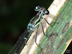 Pseudocopera annulata