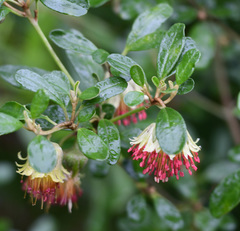 Diplolaena dampieri