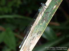 Pseudocopera annulata
