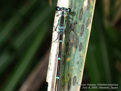 Pseudocopera annulata