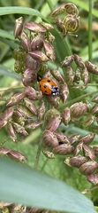 Coccinella septempunctata
