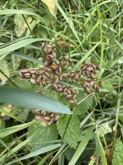 Coccinella septempunctata