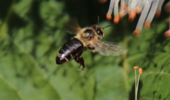Apis mellifera