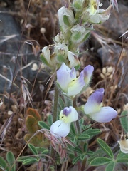 Lupinus malacophyllus