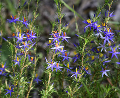 Calectasia narragara