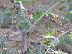 Bursera