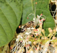 Apis mellifera