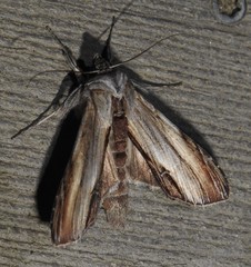 Cucullia convexipennis