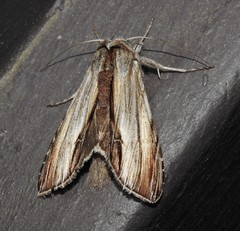 Cucullia convexipennis