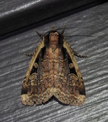 Eueretagrotis sigmoides