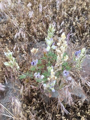Lupinus malacophyllus