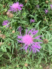 Centaurea × moncktonii