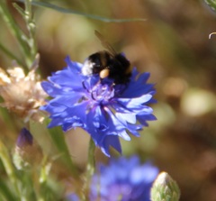 Bombus